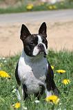 BOSTON TERRIER 254